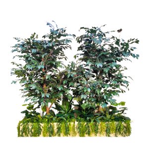 Ficus Tree - FT17