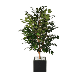 Ficus Tree - FT18