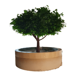 Ficus Tree - FT19