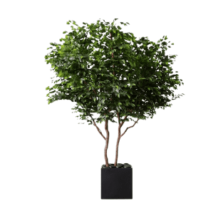 Ficus Tree - FT2