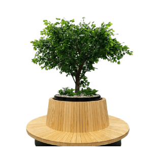 Ficus Tree - FT20