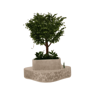 Ficus Tree - FT21