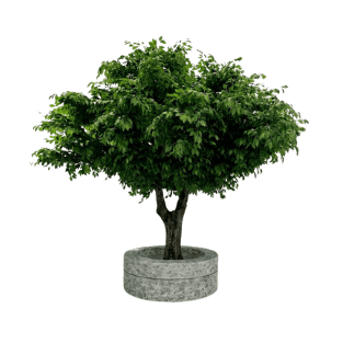 Ficus Tree - FT22