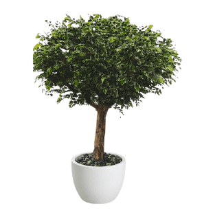 Ficus Tree - FT3