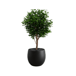Ficus Tree - FT4
