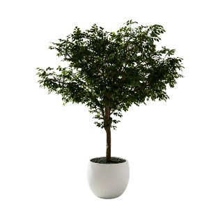 Ficus Tree - FT5