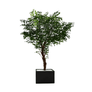 Ficus Tree - FT6
