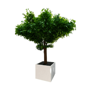 Ficus Tree - FT7