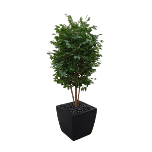Ficus Tree - FT8