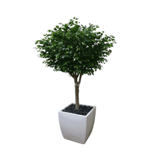 Ficus Tree - FT9