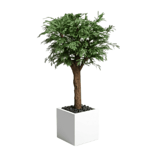 Ghaf Tree - GT1