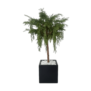Ghaf Tree - GT2