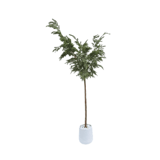 Ghaf Tree - GT3