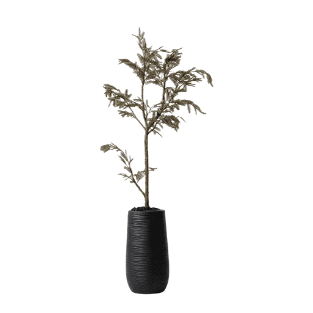 Ghaf Tree - GT4