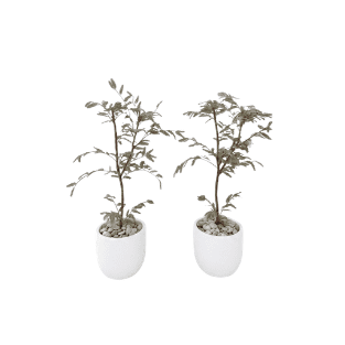 Ghaf Tree - GT5