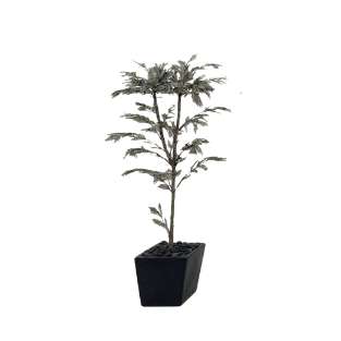 Ghaf Tree - GT6