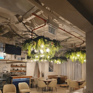 Hanging Plants - HP2