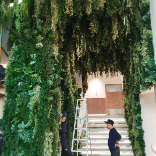 Hanging Plants - HP7