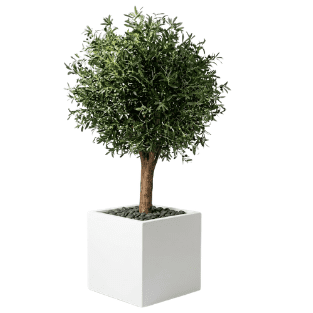 Olive Tree - OLT1