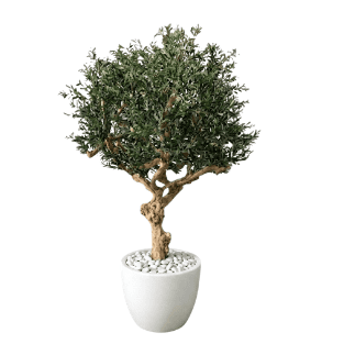 Olive Tree - OLT10