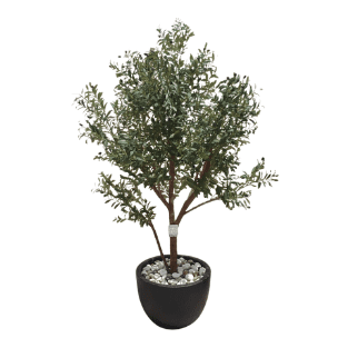 Olive Tree - OLT11