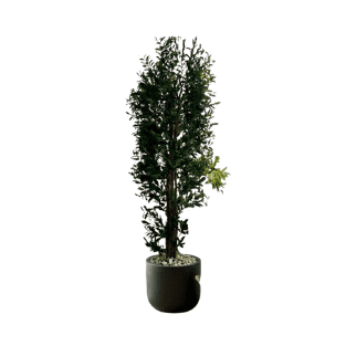 Olive Tree - OLT12