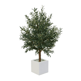 Olive Tree - OLT13