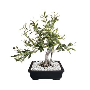 Olive Tree - OLT14