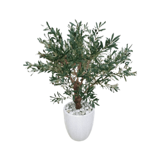 Olive Tree - OLT15