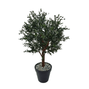 Olive Tree - OLT16