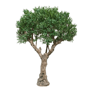Olive Tree - OLT17