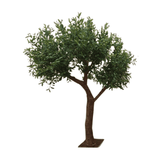 Olive Tree - OLT18