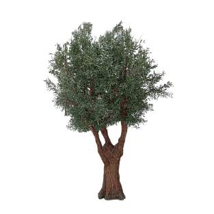 Olive Tree - OLT19
