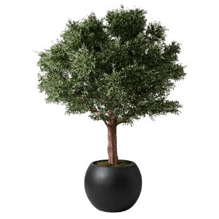 Olive Tree - OLT2