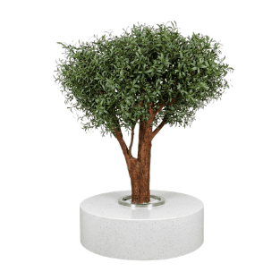 Olive Tree - 20