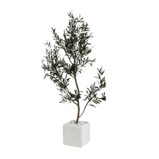 Olive Tree - OLT21