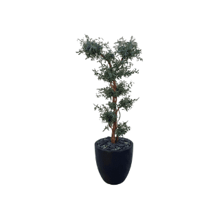 Olive Tree - OLT22