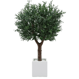Olive Tree - OLT3