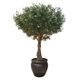 Olive Tree - OLT4
