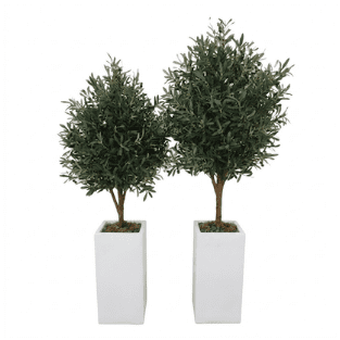 Olive Tree - OLT5