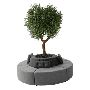 Olive Tree - OLT7