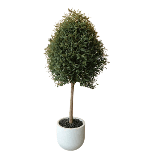 Olive Tree - OLT8