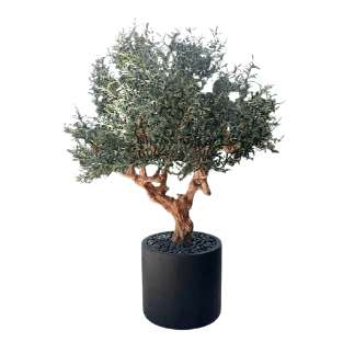 Olive Tree - OLT9