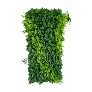 Wall Green - WG1